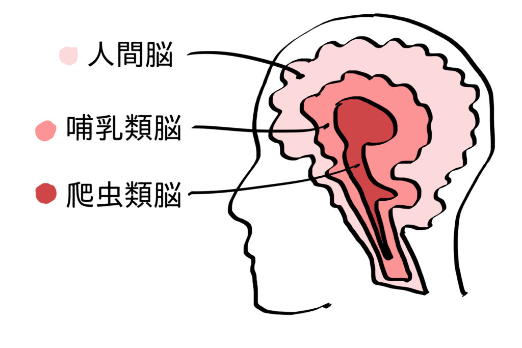 脳の三位一体説の図解